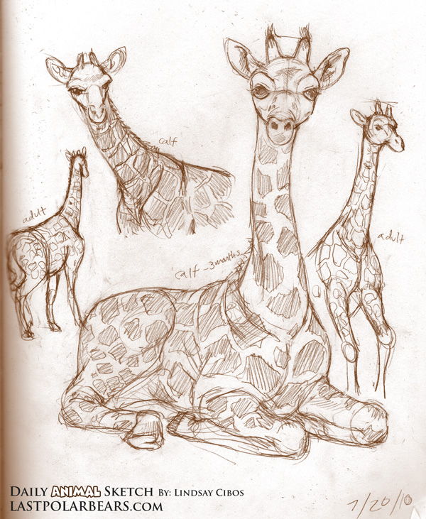 Giraffe