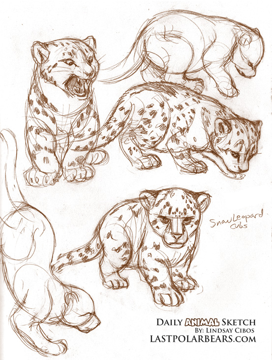 Snow leopard cubs