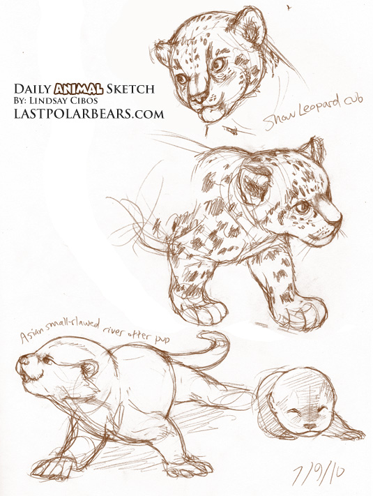 Sketches Of Leopard