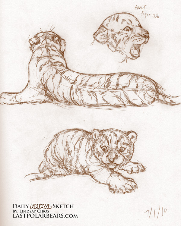 Amur Tiger cubs