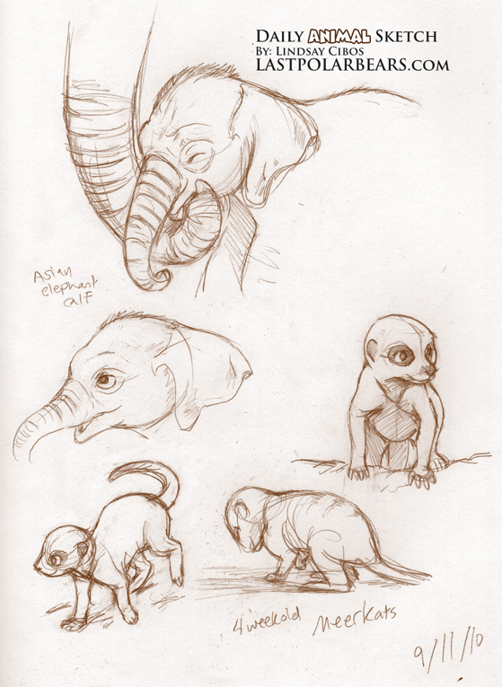 Daily Animal Sketch – Baby Asian Elephant and Meerkats – Last of the Polar Bears Daily Animal Sketch – Baby Asian Elephant and Meerkats – Last of the Polar Bears