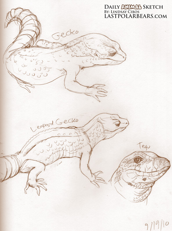 Gecko and Tegu