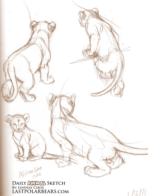 Sketches Of Lions