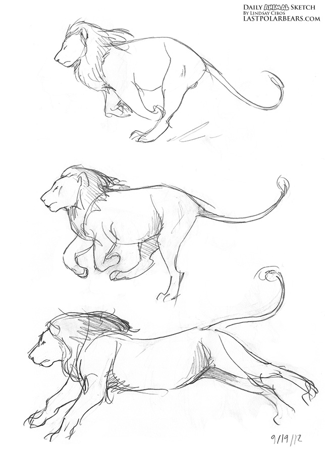 Daily Animal Sketch – Big Cats – Last of the Polar Bears